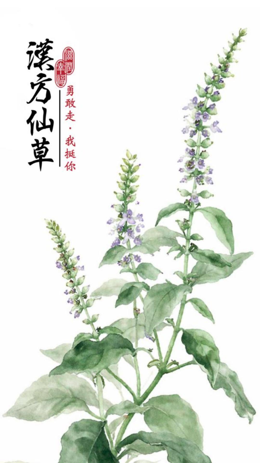 漢方仙草午時手工皂